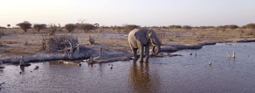 Elephant Hunting in Botswana: A Journey of Respect and Conservation