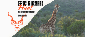 Epic Giraffe Hunt - Bullet Impact Caught on Camera - Website