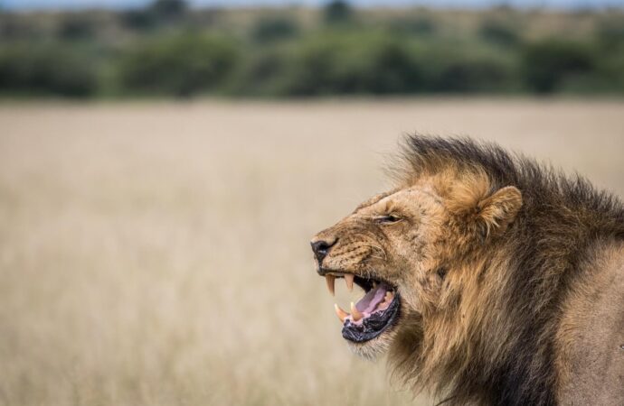 Hunting in Botswana 02