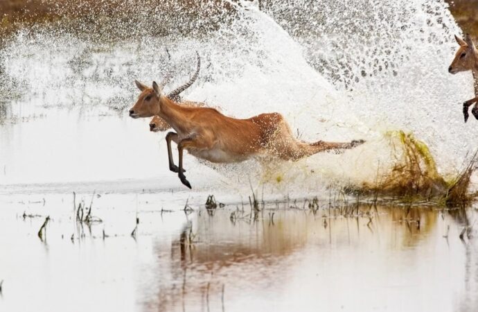 Hunting in Botswana 03