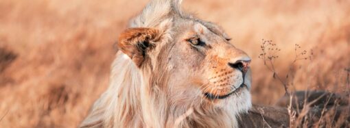 Lion Hunting in the Kalahari: Mastering the Terrain and Ethical Considerations