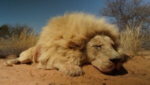 White Lion