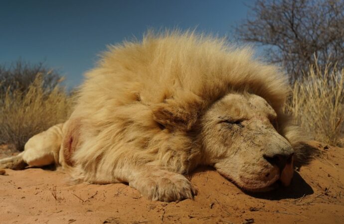 The Future of Lion Hunting in South Africa: Hunters Vs. Conservationists