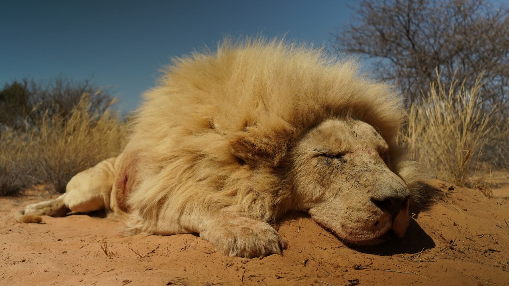 The Future of Lion Hunting in South Africa: Hunters Vs ...